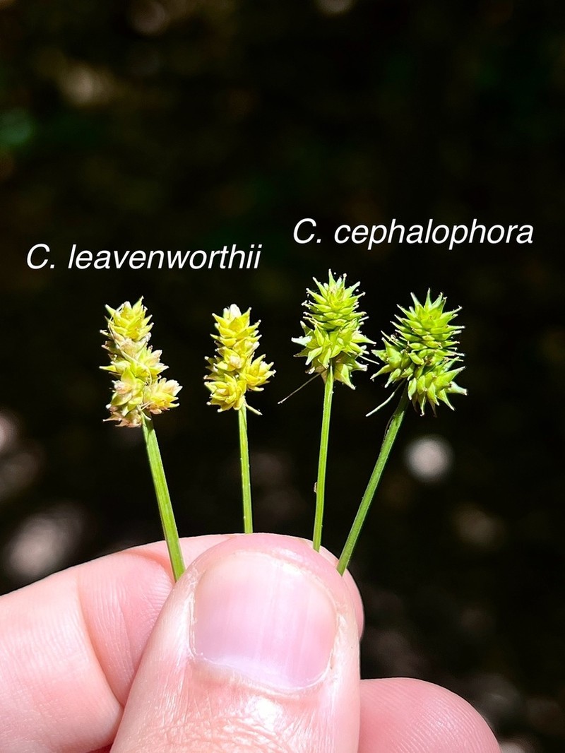 Leavenworth's Sedge