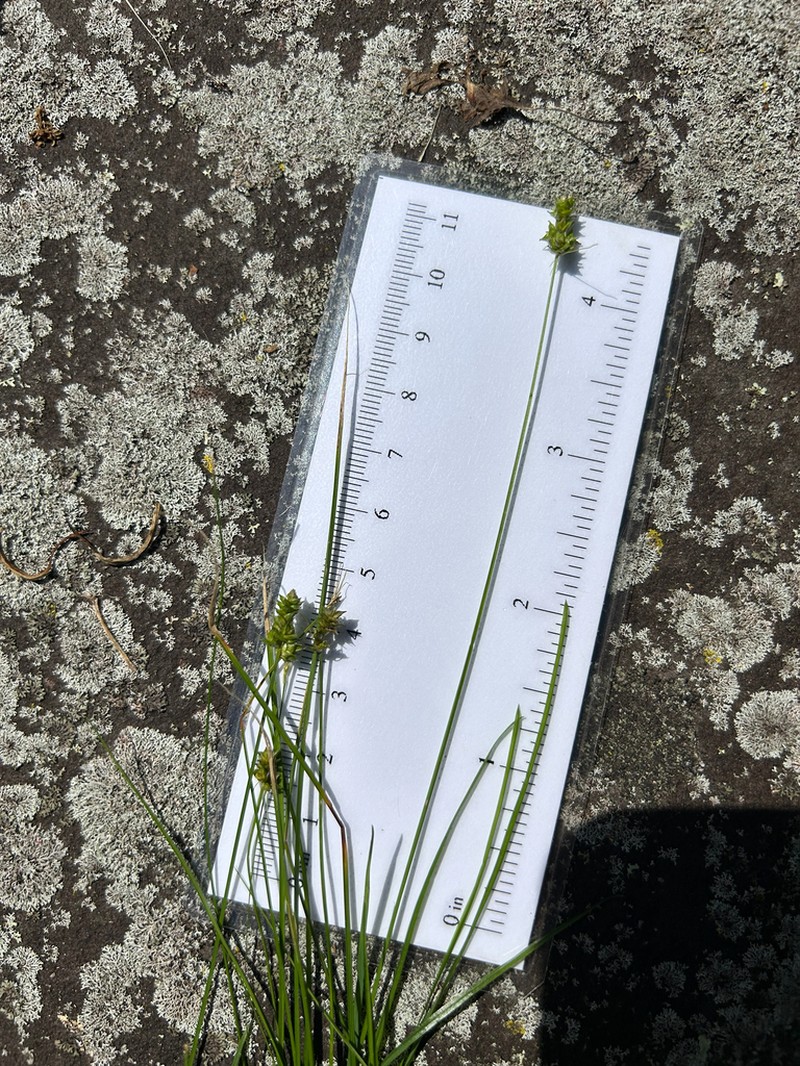 Leavenworth's Sedge photo 3