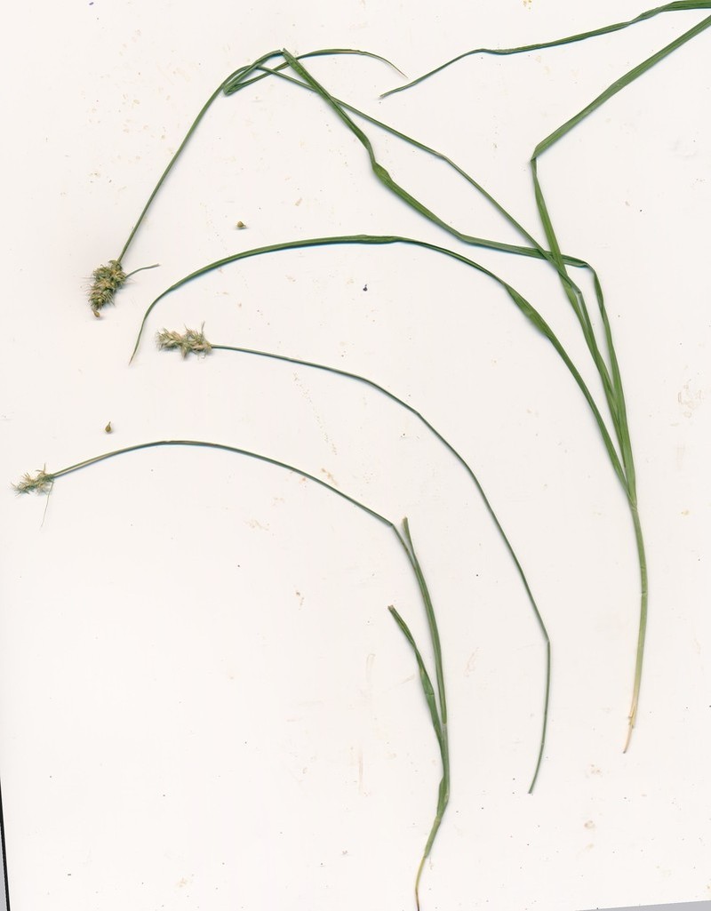 Leavenworth's Sedge photo 4