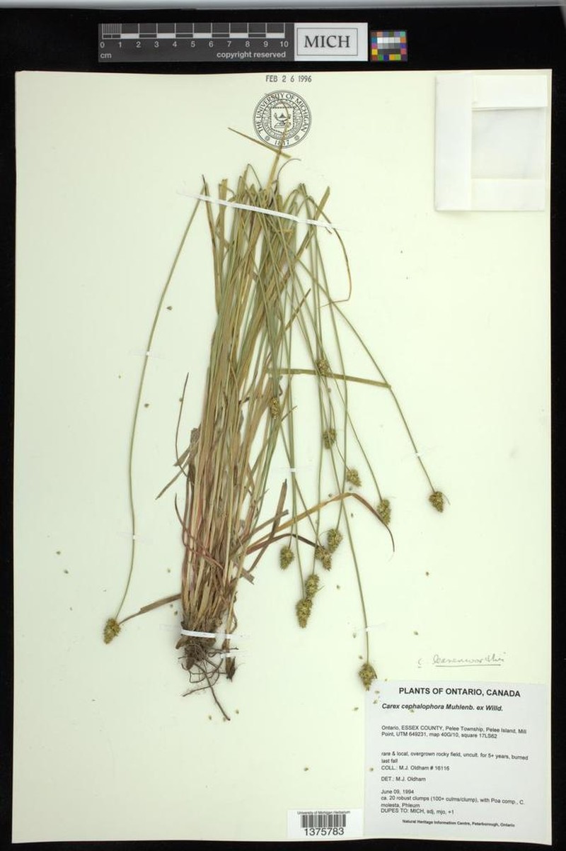 Leavenworth's Sedge photo 6