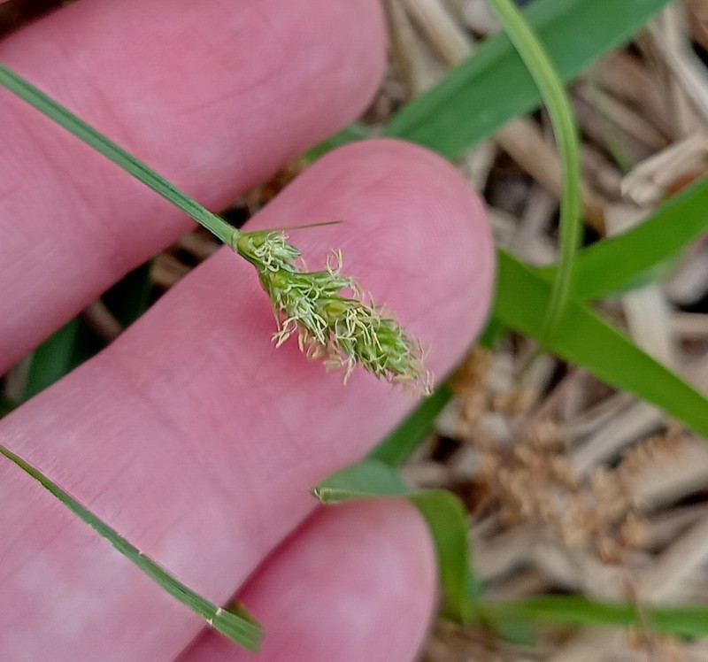 Leavenworth's Sedge photo 7