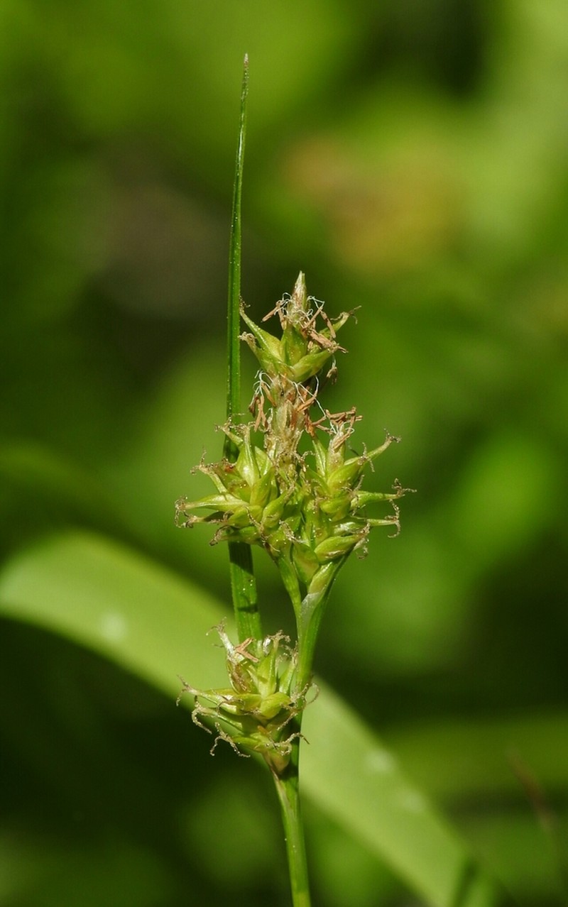 Lemmon's Sedge photo 4