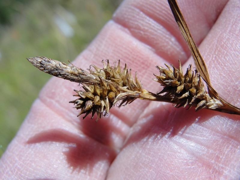 Lemmon's Sedge photo 5