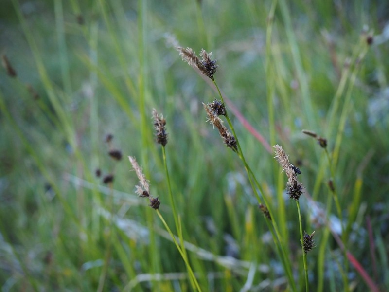 Lemmon's Sedge photo 7