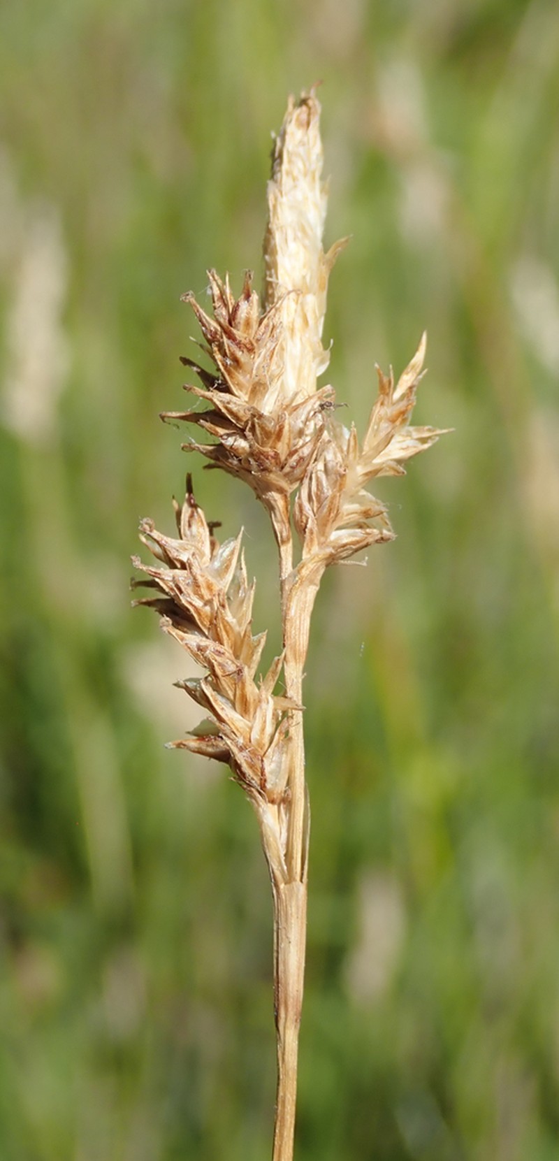 Sedge photo 2