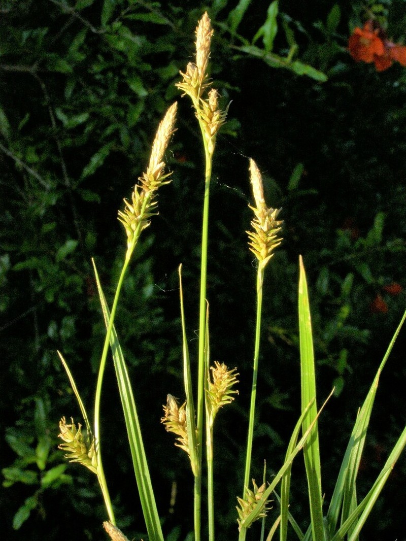 Sedge photo 3