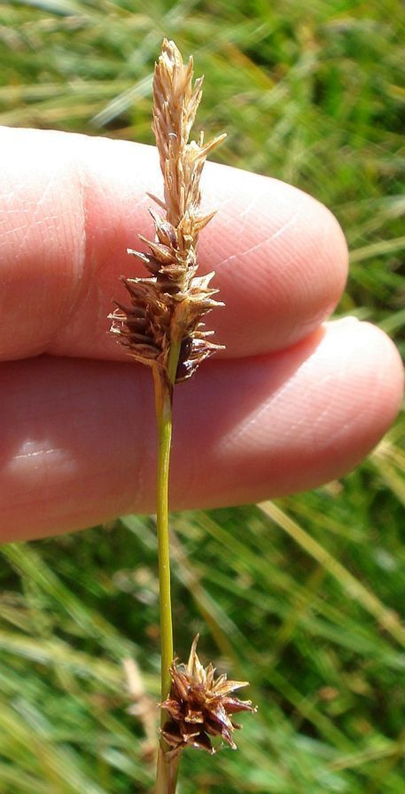 Sedge photo 6