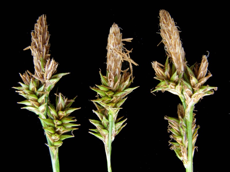 Sedge photo 8