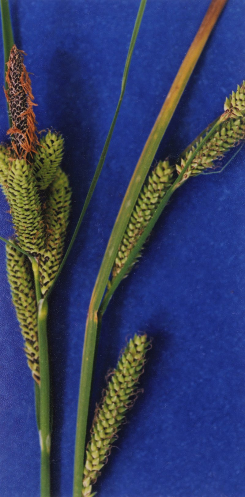 Lakeshore Sedge