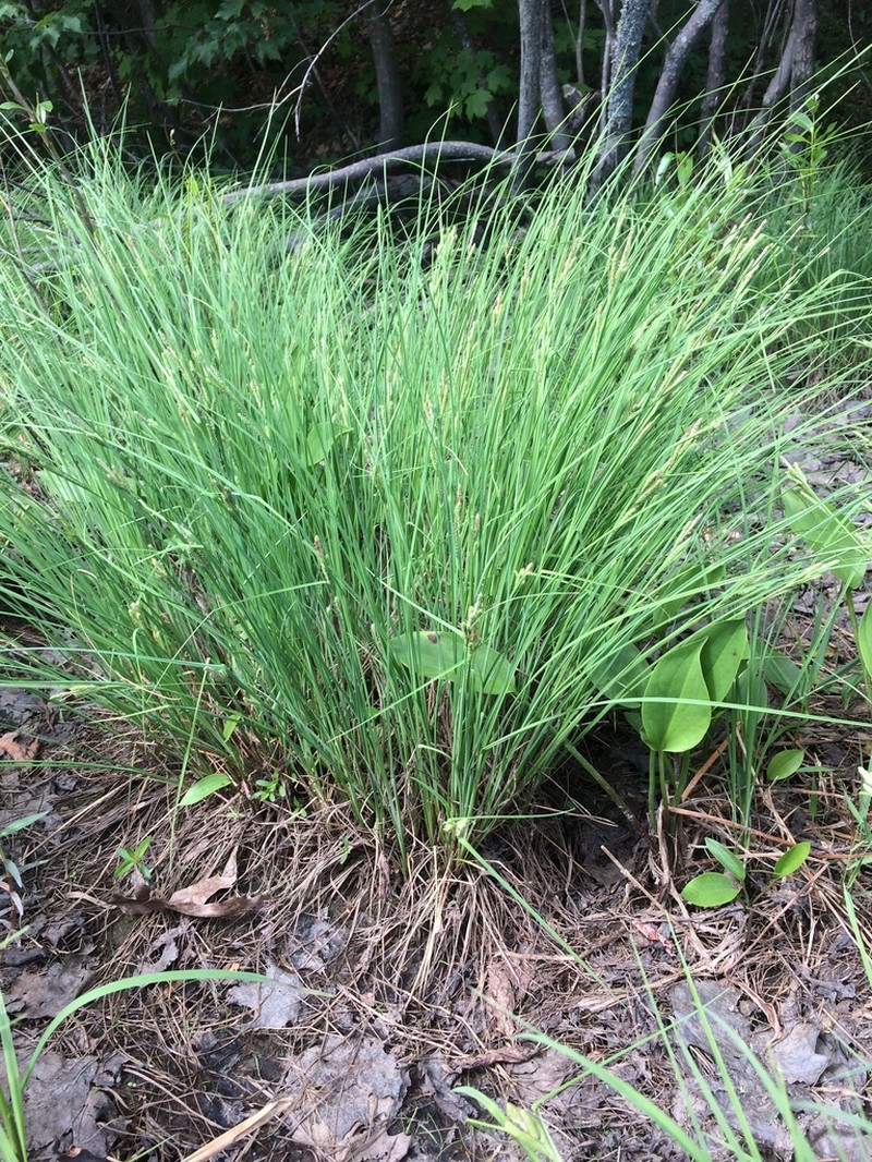 Lakeshore Sedge photo 4