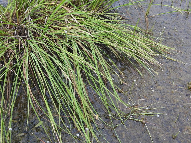 Lakeshore Sedge photo 5