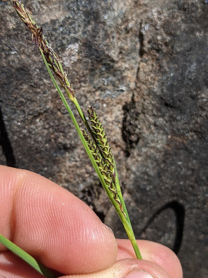 Lakeshore Sedge photo 6