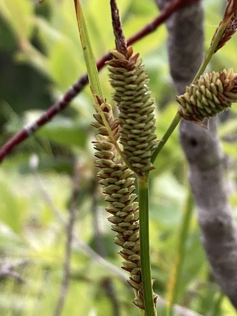 Lakeshore Sedge photo 7