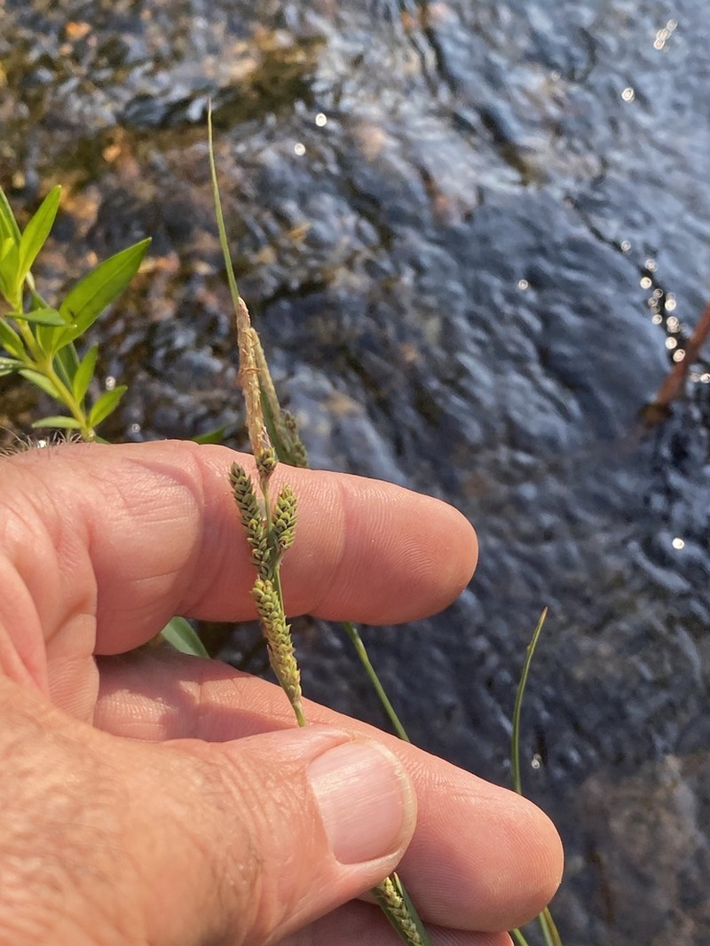 Lakeshore Sedge photo 8