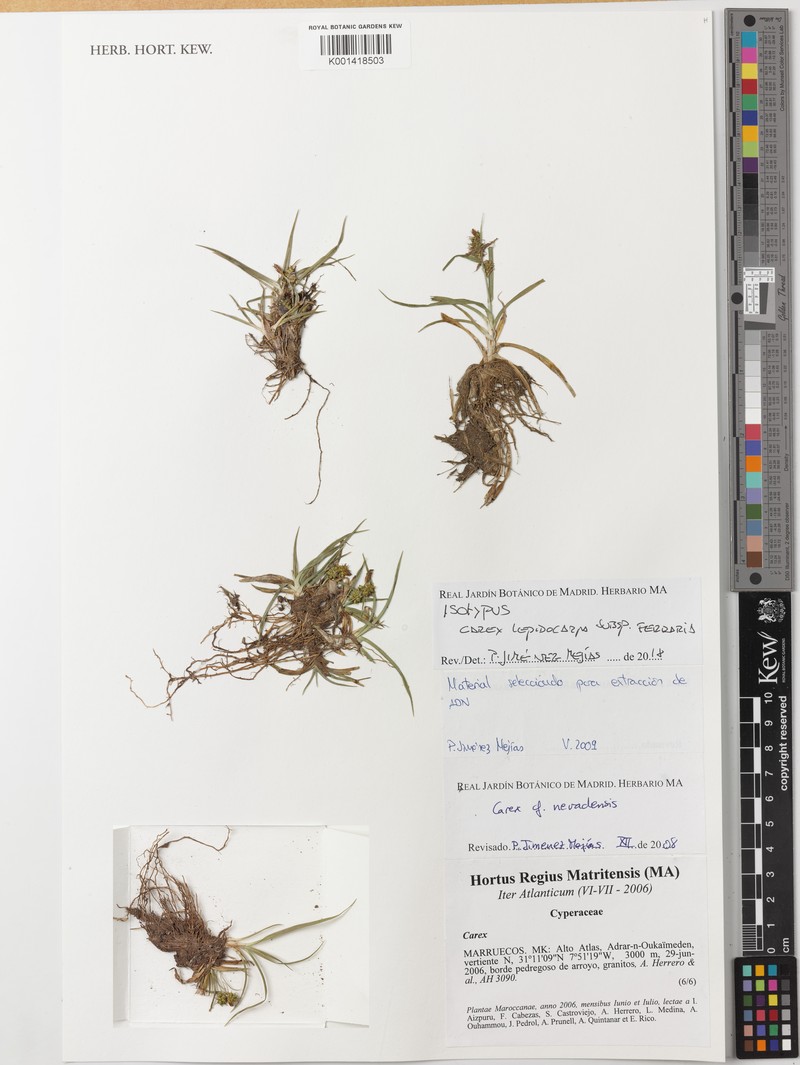Carex lepidocarpa subsp. ferraria