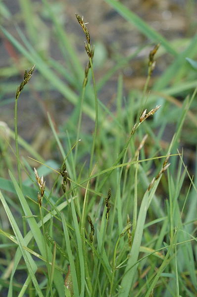 Eggbract Sedge