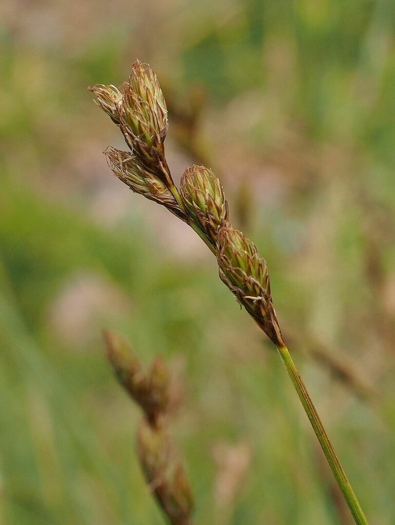 Eggbract Sedge photo 4