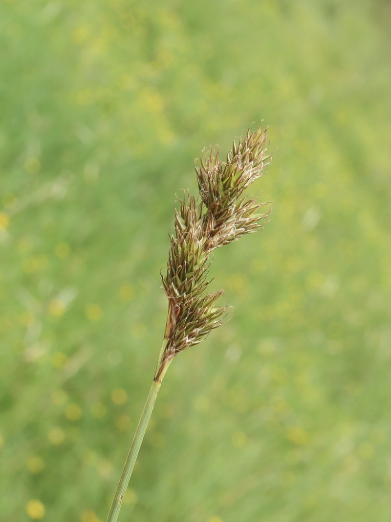 Eggbract Sedge photo 5