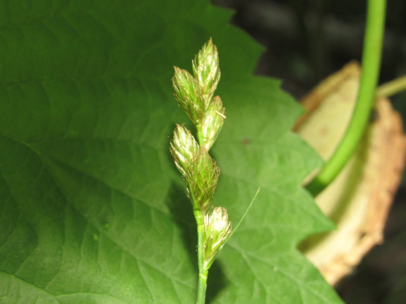 Eggbract Sedge photo 6