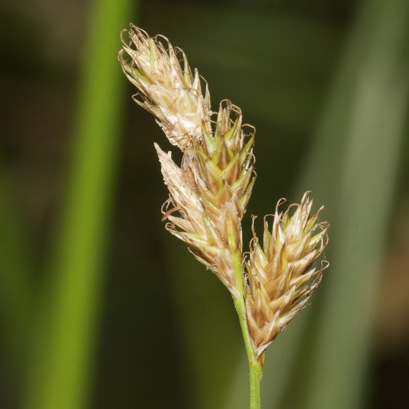 Eggbract Sedge photo 7