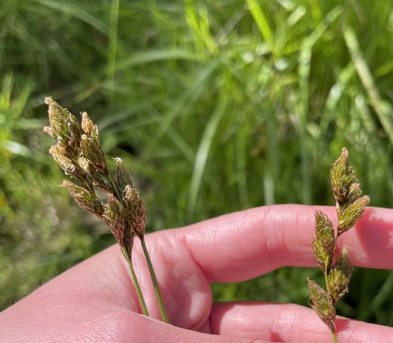 Eggbract Sedge photo 8