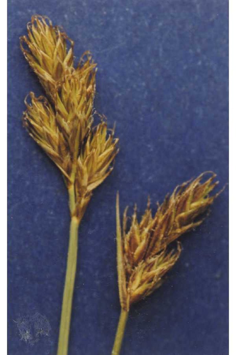 Sierra Hare Sedge
