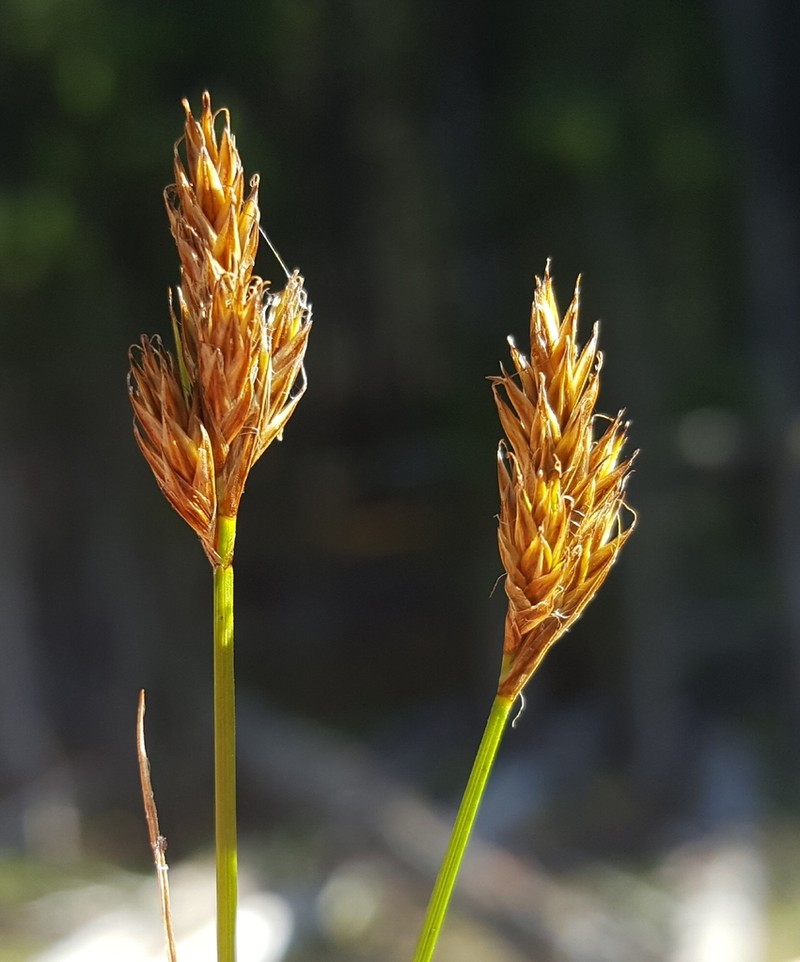 Sierra Hare Sedge photo 3