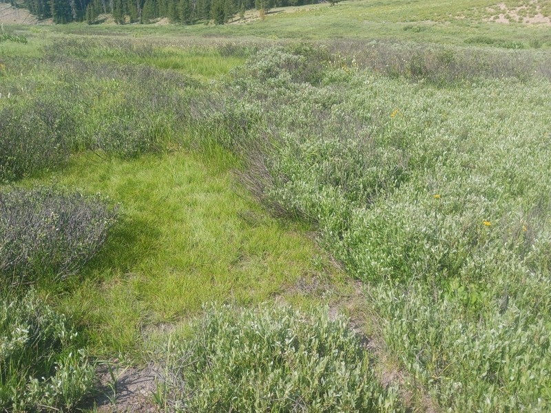 Sierra Hare Sedge photo 4