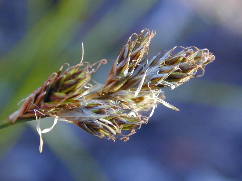 Sierra Hare Sedge photo 5