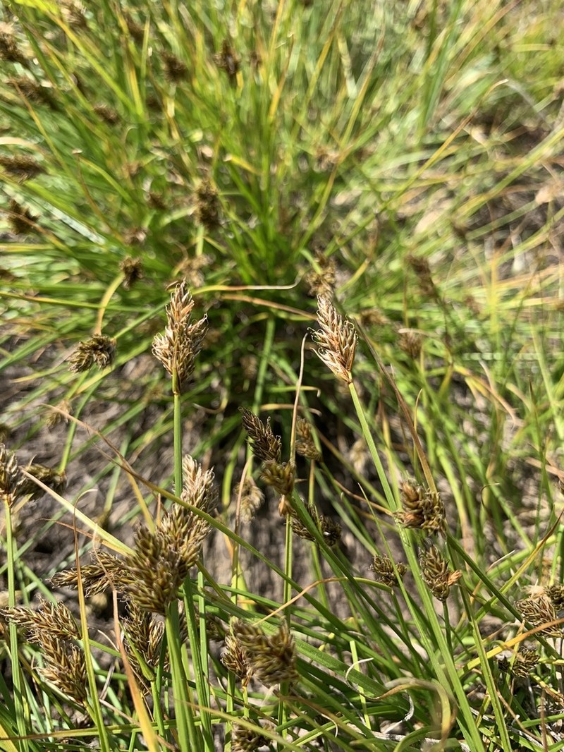 Sierra Hare Sedge photo 6