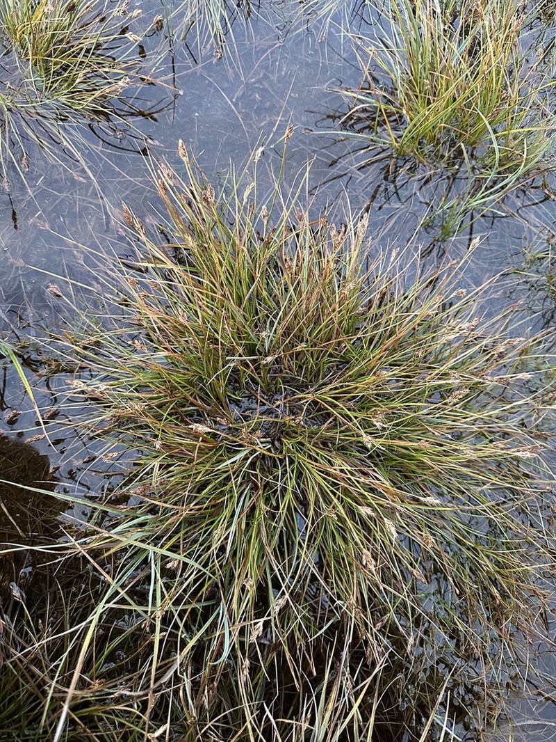 Sierra Hare Sedge photo 7