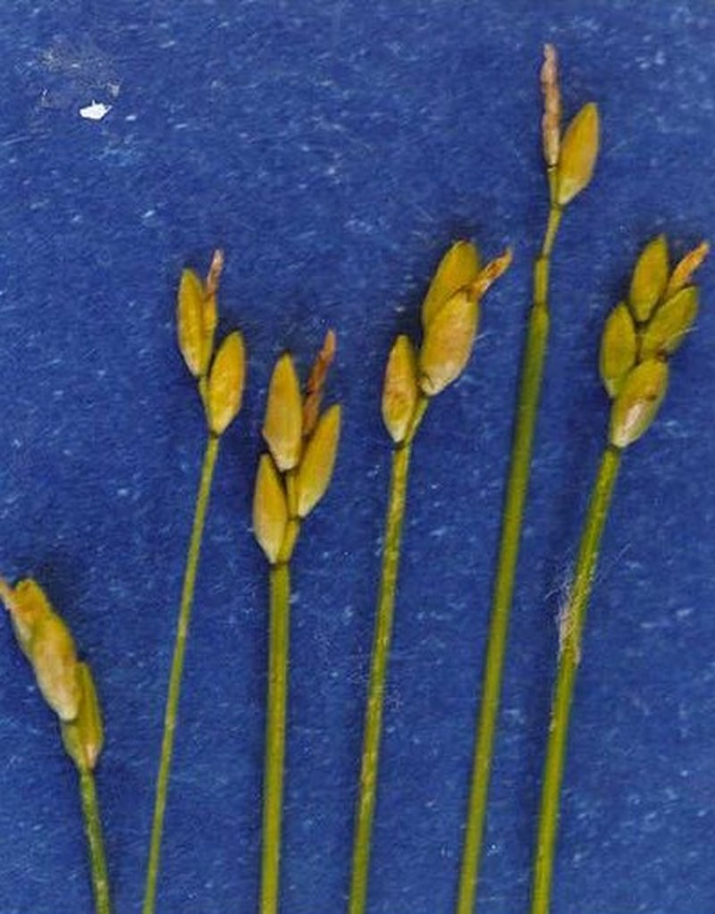 Bristlystalked Sedge