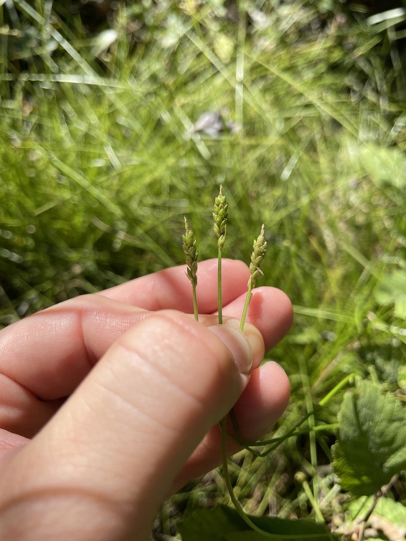 Bristlystalked Sedge photo 3