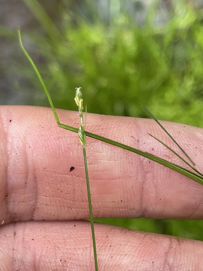 Bristlystalked Sedge photo 4