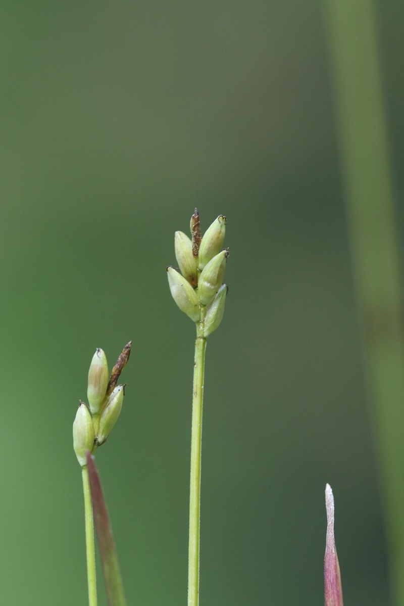 Bristlystalked Sedge photo 5