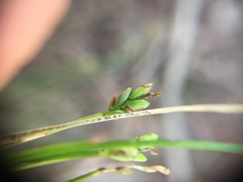 Bristlystalked Sedge photo 6