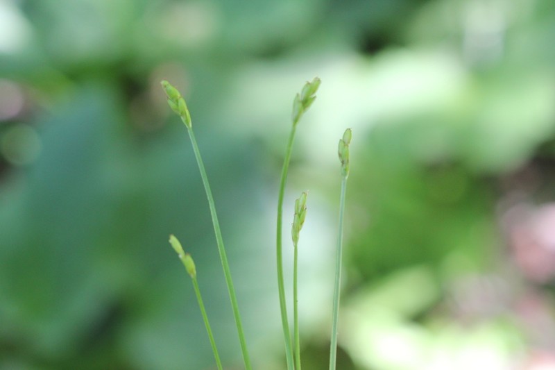 Bristlystalked Sedge photo 7