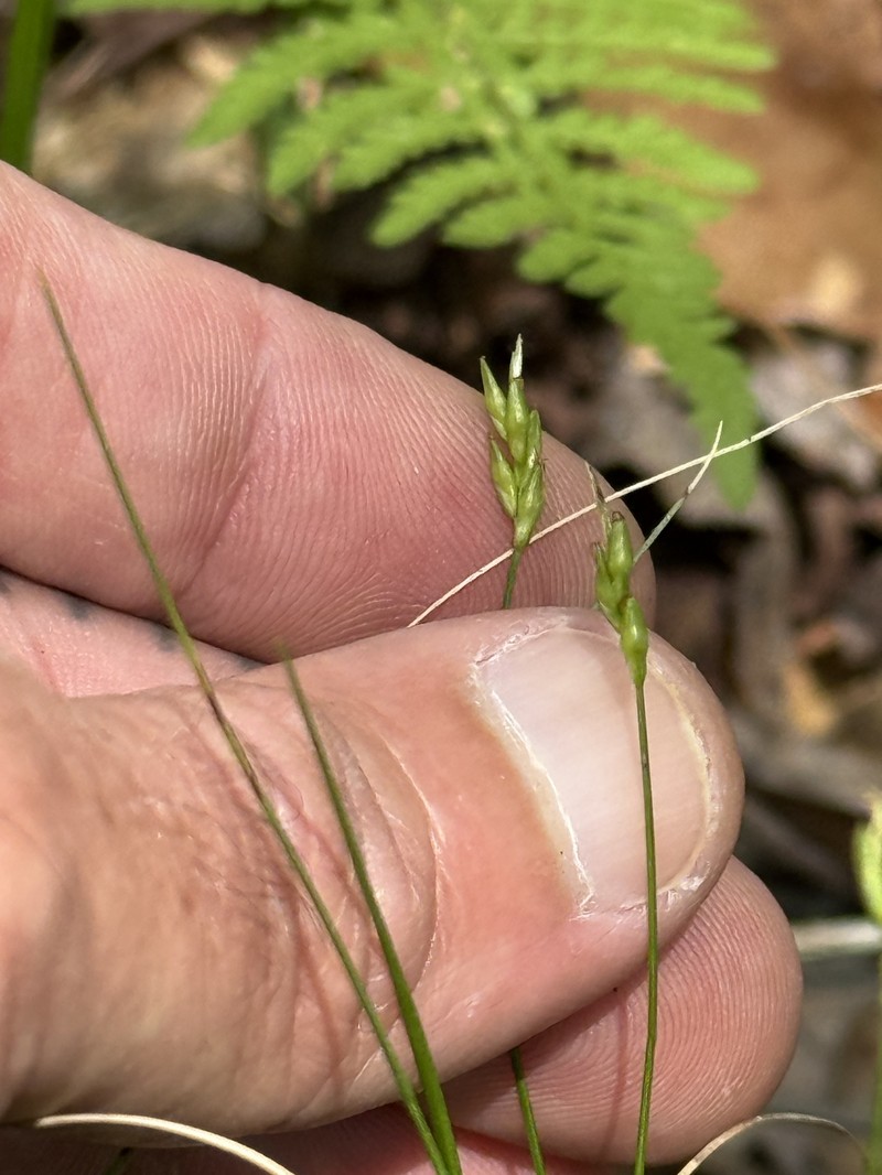 Carex leptalea subsp. harperi