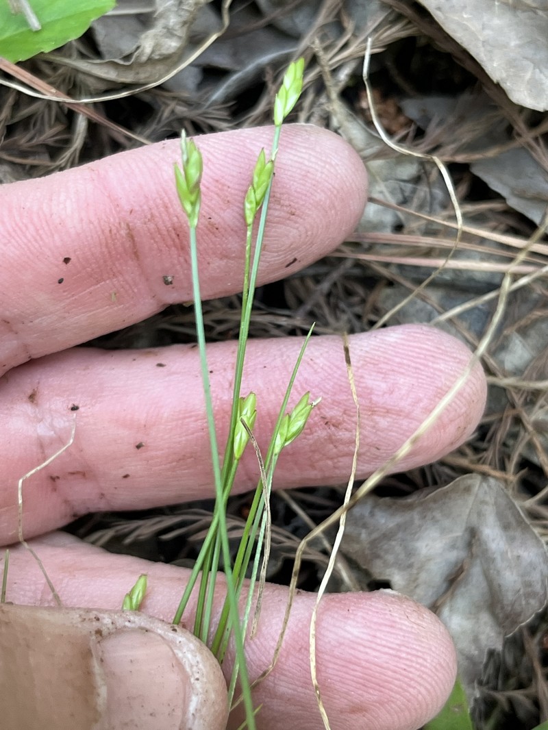 Carex leptalea subsp. harperi photo 2