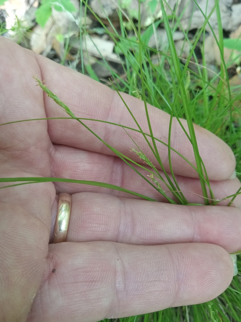 Carex leptalea subsp. harperi photo 3