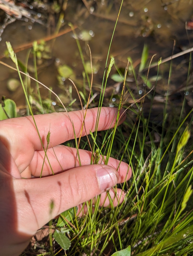 Carex leptalea subsp. harperi photo 4