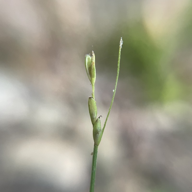 Carex leptalea subsp. harperi photo 5