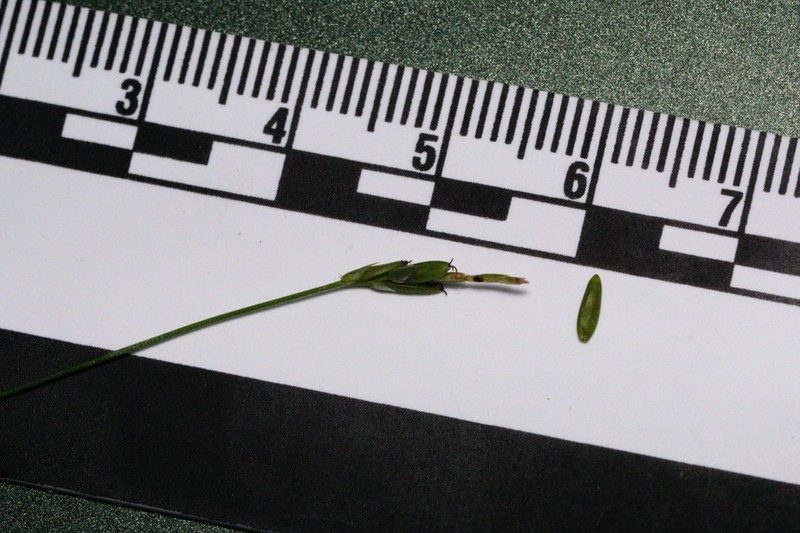 Carex leptalea subsp. harperi photo 6