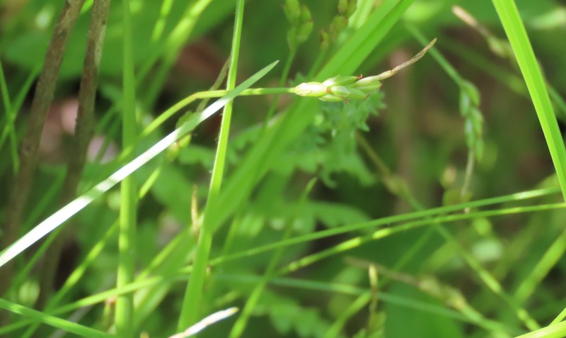 Carex leptalea subsp. harperi photo 7