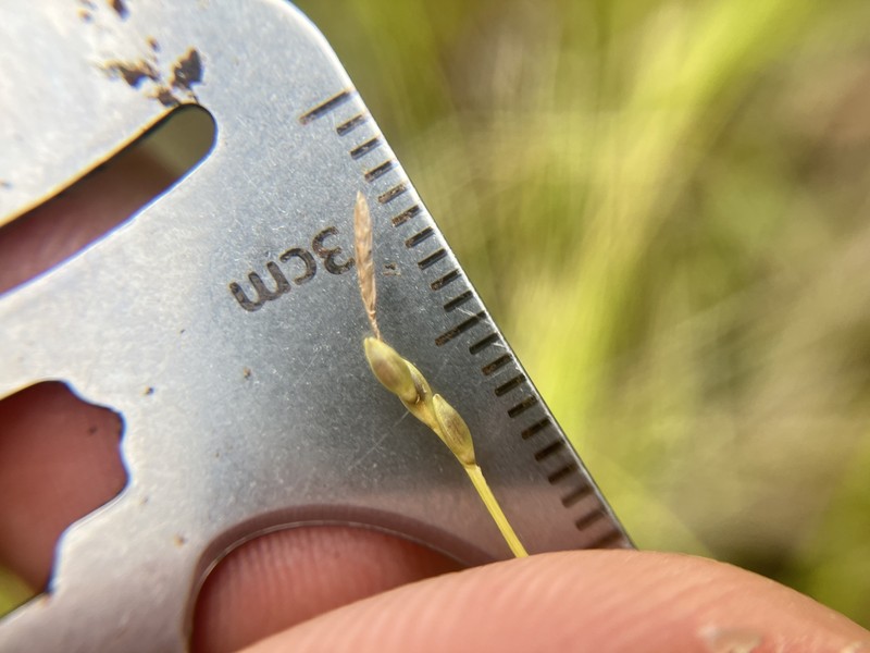 Carex leptalea subsp. leptalea