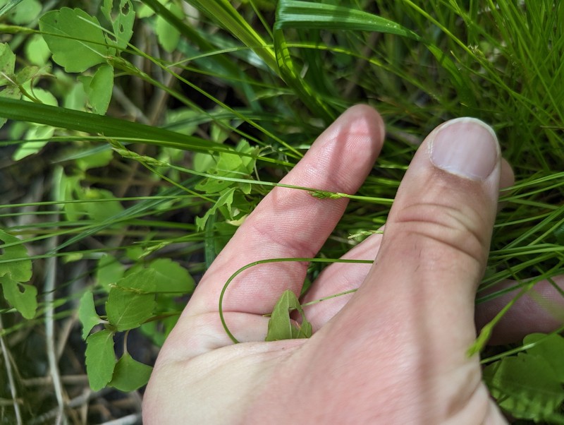 Carex leptalea subsp. leptalea photo 3