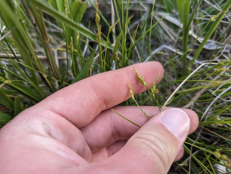 Carex leptalea subsp. leptalea photo 4