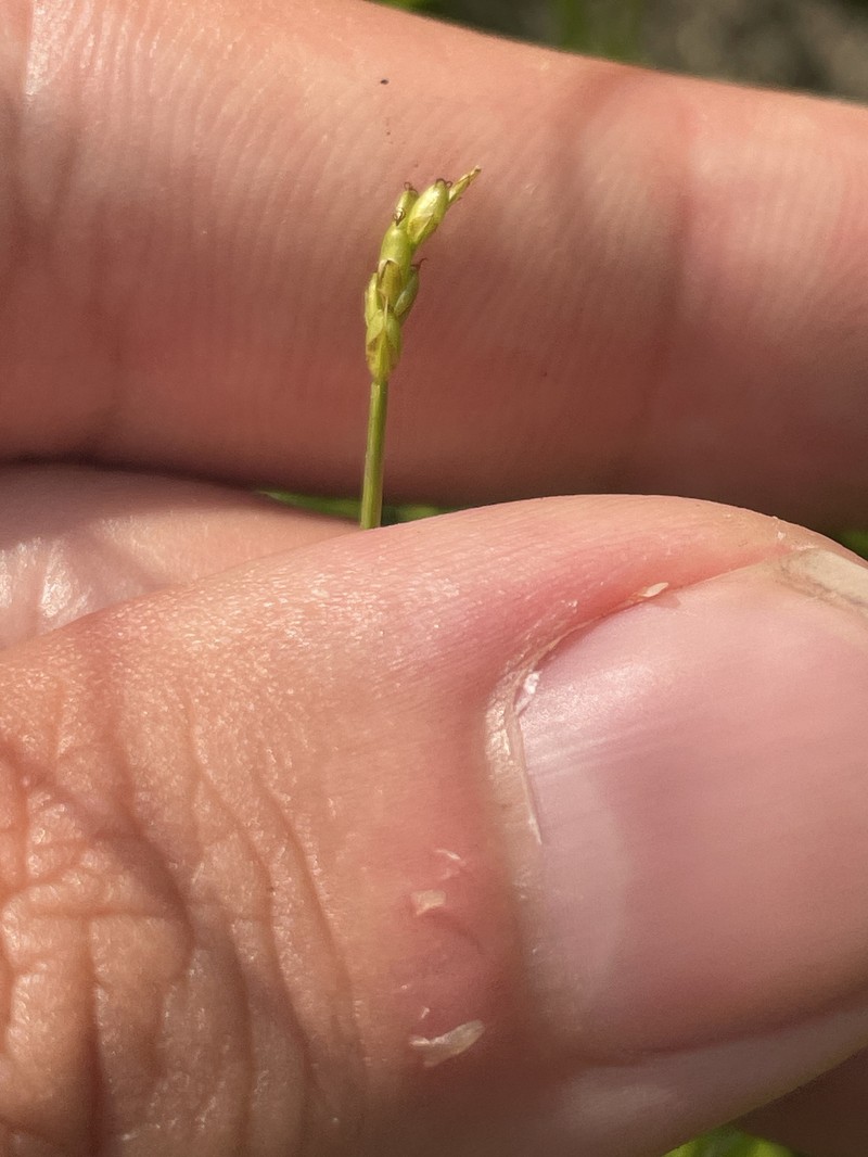 Carex leptalea subsp. leptalea photo 5