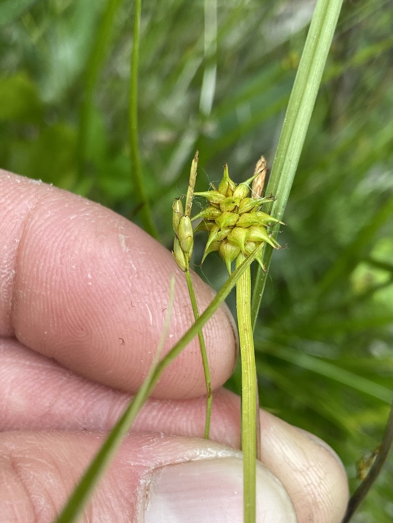 Carex leptalea subsp. leptalea photo 6