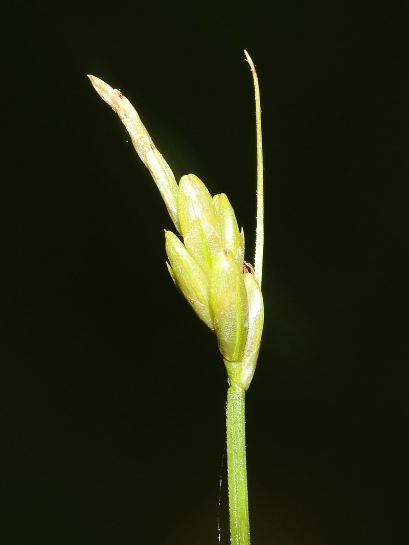 Carex leptalea subsp. leptalea photo 7